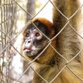 Portrait of a monkey curiously looking from the cage Royalty Free Stock Photo