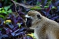 Portrait of a monkey with dark face on purple background