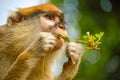 Portrait of a Monkey eating a natural plant herb wild Royalty Free Stock Photo