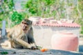 Portrait of a Monkey Eating an Orange , thailand. Royalty Free Stock Photo
