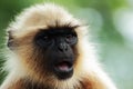 Portrait of a monkey Royalty Free Stock Photo
