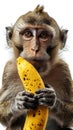 Portrait of a monkey hold a banana , Generate Ai