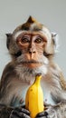 Portrait of a monkey hold a banana , Generate Ai