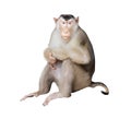 Portrait Monkey On Isolated Background. (Pig-tailed Macaque)