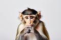 Portrait of a monkey isolated on a white background