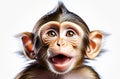 Portrait of a monkey isolated on a white background