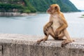 Portrait monkey lives in a natural forest of Thailand