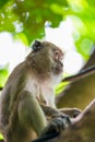 Portrait of a monkey looking away Royalty Free Stock Photo