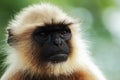 Portrait of a monkey Royalty Free Stock Photo