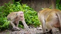 Portrait , Monkey or Macaca in the forest park are being threatened by the primates, they are fearful, making eye contact,