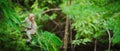 Portrait, Monkey or Macaca in a natural forest park climb on a branch and is enjoy, looking, funny, happy. Khao Ngu Stone Park,