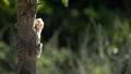 Portrait, Monkey or Macaca in a natural forest park climb on a branch and is enjoy, looking, funny, happy. Khao Ngu Stone Park,