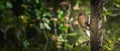 Portrait, Monkey or Macaca in a natural forest park climb on the tree and is enjoy, looking, funny, happy. Khao Ngu Stone Park,