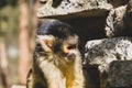 Portrait of a monkey in a pet zoo