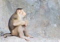 Portrait monkey. (Pig-tailed macaque) Royalty Free Stock Photo