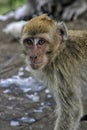 Portrait monkey primate in the life area 