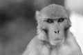 Portrait of a Monkey, Processed in Monochrome Royalty Free Stock Photo