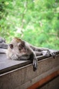 Portrait monkey in Sacred Monkey Forest Royalty Free Stock Photo