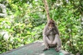 Portrait monkey in Sacred Monkey Forest Royalty Free Stock Photo