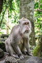 Portrait monkey in Sacred Monkey Forest Royalty Free Stock Photo