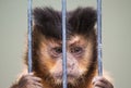 Portrait of a monkey with a sad face in a metal cage Royalty Free Stock Photo