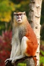 Portrait of a monkey is sitting, resting and posing on branch of tree in garden. Patas monkey is type of primates. Royalty Free Stock Photo