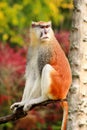 Portrait of a monkey is sitting, resting and posing on branch of tree in garden. Patas monkey is type of primates. Royalty Free Stock Photo