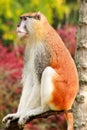 Portrait of a monkey is sitting, resting and posing on branch of tree in garden. Patas monkey is type of primates. Royalty Free Stock Photo