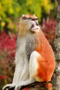 Portrait of a monkey is sitting, resting and posing on branch of tree in garden. Patas monkey is type of primates. Royalty Free Stock Photo