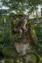 Portrait of a monkey sitting on a stone sculpture of a monkey at sacred monkey forest in Ubud, island Bali, Indonesia . Close up Royalty Free Stock Photo