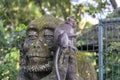Portrait of a monkey sitting on a stone sculpture of a monkey at sacred monkey forest in Ubud, island Bali, Indonesia . Closeup Royalty Free Stock Photo