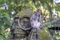 Portrait of a monkey sitting on a stone sculpture of a monkey at sacred monkey forest in Ubud, island Bali, Indonesia . Closeup Royalty Free Stock Photo