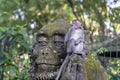 Portrait of a monkey sitting on a stone sculpture of a monkey at sacred monkey forest in Ubud, island Bali, Indonesia . Closeup Royalty Free Stock Photo