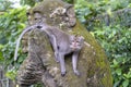 Portrait of a monkey sitting on a stone sculpture of a monkey at sacred monkey forest in Ubud, island Bali, Indonesia . Closeup Royalty Free Stock Photo