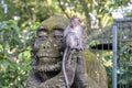 Portrait of a monkey sitting on a stone sculpture of a monkey at sacred monkey forest in Ubud, island Bali, Indonesia . Closeup Royalty Free Stock Photo