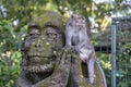 Portrait of a monkey sitting on a stone sculpture of a monkey at sacred monkey forest in Ubud, island Bali, Indonesia . Closeup Royalty Free Stock Photo