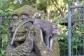 Portrait of a monkey sitting on a stone sculpture of a monkey at sacred monkey forest in Ubud, island Bali, Indonesia . Closeup Royalty Free Stock Photo