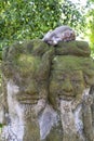 Portrait of a monkey sitting on a stone sculpture at sacred monkey forest in Ubud, island Bali, Indonesia . Closeup Royalty Free Stock Photo