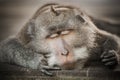 Portrait of monkey sleeping on tree at sacred monkey forest Royalty Free Stock Photo