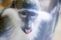 Portrait of a monkey with tongue sticking out. Close-up portrait of funny macaque or monkey ape, showing tongue Royalty Free Stock Photo