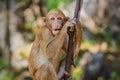 portrait monkey on tree in nature Royalty Free Stock Photo