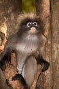 Portrait monkey on tree ( Presbytis obscura reid ) . Royalty Free Stock Photo