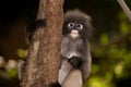 Portrait monkey on tree ( Presbytis obscura reid ) . Royalty Free Stock Photo