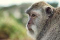 Portrait of the monkey in the Uluwatu