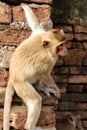 Portrait monkey Royalty Free Stock Photo