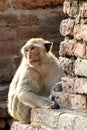 The portrait monkey Royalty Free Stock Photo