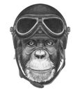 Portrait of Monkey with Vintage Helmet.