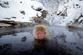 Portrait of monkey in water. Monkey Japanese macaque, Macaca fuscata, red face portrait in the cold water with fog, animal in the Royalty Free Stock Photo