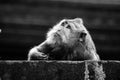 Portrait of monkey in the wild in Bali jungle, black and white Royalty Free Stock Photo