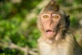 Portrait of monkey in the wild Royalty Free Stock Photo